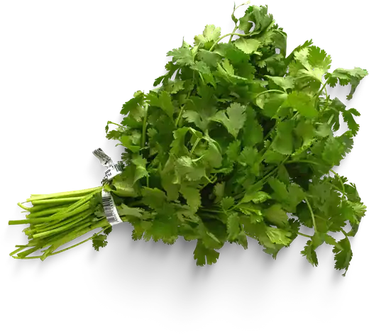 cilantro